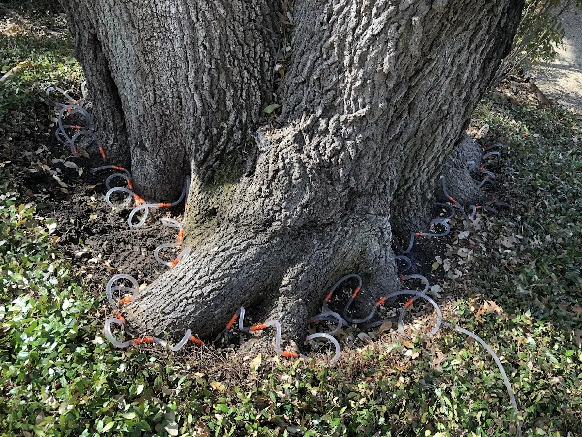Detailed Tree Cabling and Bracing job site in Douglasville