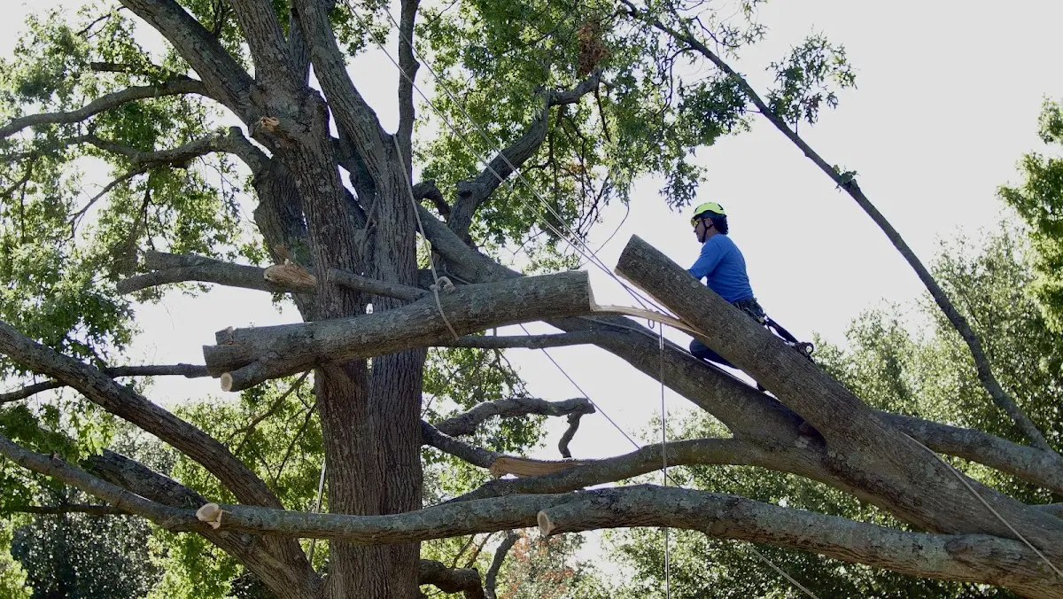 Professional Crown Thinning performed by certified arborists in Douglasville